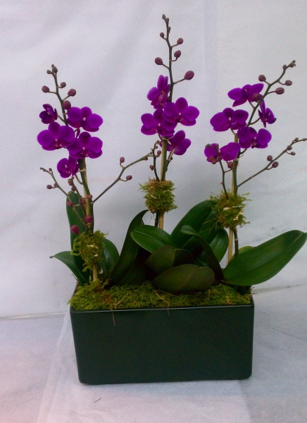 3 Mini Purple Orchid in Rectangular Glass